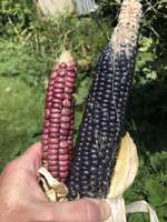 Lavender_clay_and_blue_hopi_corn