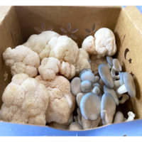 Lions_mane_blue_oyster_assorted_in_box.001
