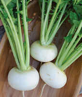 Oasis_turnip