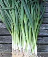 Leeks-summer-2x