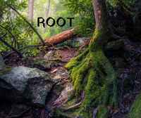 Root