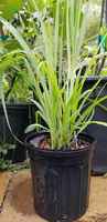 Lemon_grass