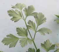 Parsley