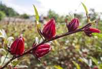 Health-benefits-roselle