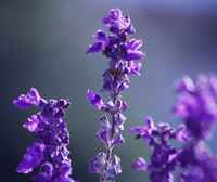 Lavender_1