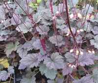 Heuchera_frosted_violet